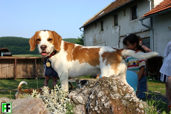 Daisy pózuje na skalce